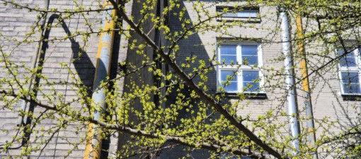 Cztery miłorzęby z ul. Wrotkowskiej mogą zostać nowymi pomnikami przyrody w Lublinie